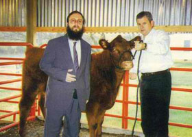 Modern Jews prepare to reveal the red calf.